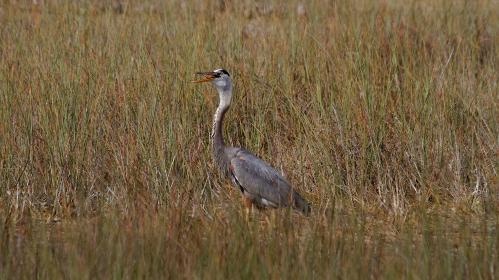 02 - Everglade NP (20) Grand Héron.jpg